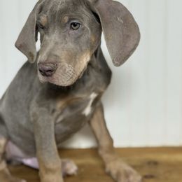 Fonzie - Silver male Great Dane puppy in Hutchinson, Kansas from Dappled Danes