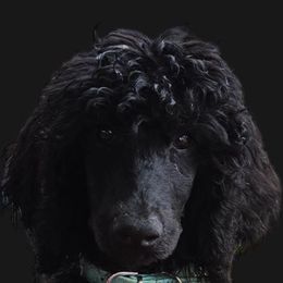 Prince Frederick 'Fire Red King' - Black Poodle puppy in Woodbridge, Virginia from Rosa Red Standard Poodles