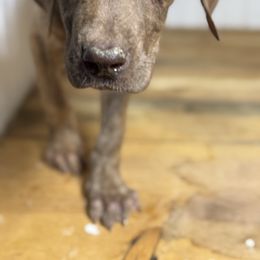 Bertha - Chocolate brindle female Great Dane puppy in Hutchinson, Kansas from Dappled Danes