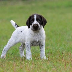 German Wirehaired Pointer Puppies from Reece GWP