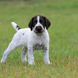 German Wirehaired Pointer Puppies from Reece GWP