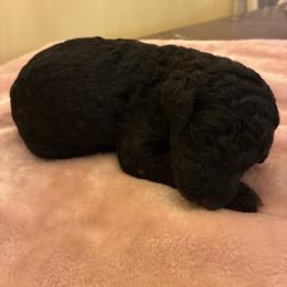 Phantom Girl - Phantom female Poodle puppy in Jesup, Georgia from Altamaha Mud Poodles LLC.