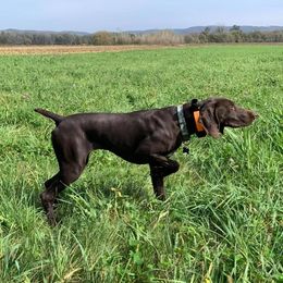 Dakota - German Shorthaired Pointer