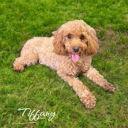 Tiffany - Poodle