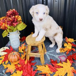 Beth - Red merle female Australian Shepherd puppy in Texas from Legendary Canines
