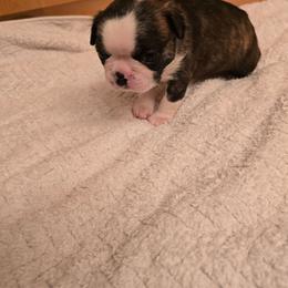 Boy  two - Black brindle and white male Boston Terrier puppy in Walhalla, South Carolina from Dixies  southern  bostons