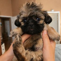 Zorro - Black and tan male Shih Tzu puppy in Corona, California from Ju Shih Tzu