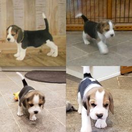 Beagle Puppies from Wilderness Beagles