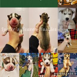 Siberian Husky Puppies from Lunter's Heaven Huskies