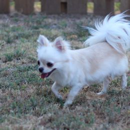 Cherry - Chihuahua