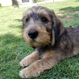 Dachshunds from Dixiedachs