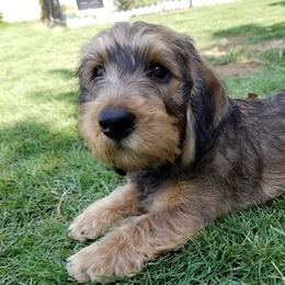 Dachshunds from Dixiedachs