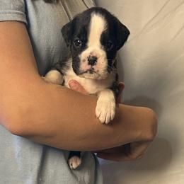 Zara - Brindle female Boxer puppy in Daviess County, Kentucky from Blissful Euro Boxers & French Bull Dogs