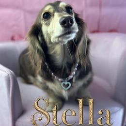 Stella - Dachshund