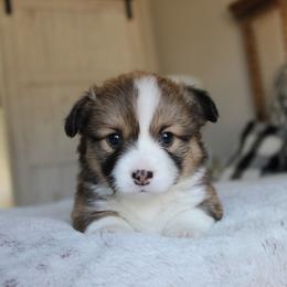 Daisy (fluffy) - Red female Pembroke Welsh Corgi puppy in Goliad, Texas from Rogers’ Fluffy Butt Corgis