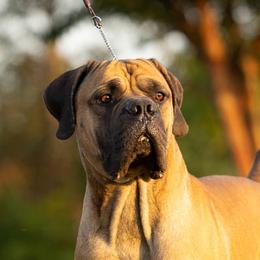 Ronin - Boerboel