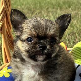 Ricky The almost Raccoon - Sable spotted white male Chihuahua puppy in Summerfield, Florida from Impeccable's Boutique & Ethical Breeder for the educated & discriminating ONLY