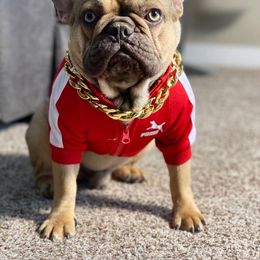 Kilo - French Bulldog