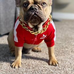 Kilo - French Bulldog