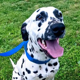 Zoey - Dalmatian