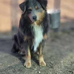 Colt - Miniature Australian Shepherd
