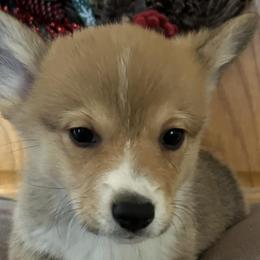 Pembroke Welsh Corgis from Sandy’s Pet Grooming and Boarding & AKC Corgis
