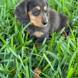 Dachshund Puppies from Meldox