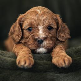 Radish - Red female Cavapoo puppy in Kalamazoo, Michigan from Sleeping Bear Kennels