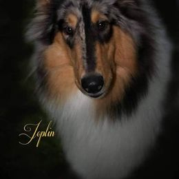 Joplin - Collie
