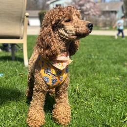 Miley - Poodle