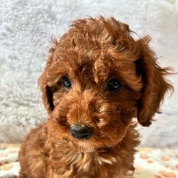 Tigger - Red male Cockapoo puppy in Adrian, Oregon from ApplebyFarm