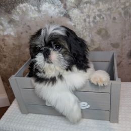 Boomer - Black gold and white male Shih Tzu puppy in Merced, California from Topknot Shih Tzus