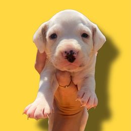 Autumn - White and lemon female Dalmatian puppy in Bremen, Georgia from Clark’s Dalmatians