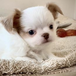 Happy - Chihuahua