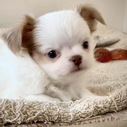 Happy - Chihuahua