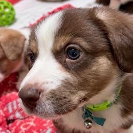 Navigator - Liver and white male Cardigan Welsh Corgi puppy in Denham Springs, Louisiana from Haggard Family Corgis