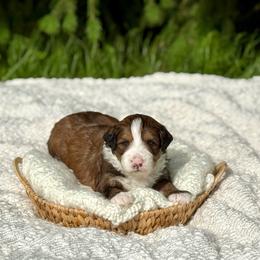 Tanner - Sable male Bernedoodle puppy in Bremen, Indiana from Farmland Doodles