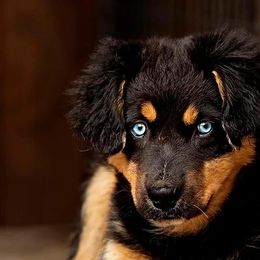 Ezra - Australian Shepherd