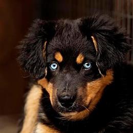 Ezra - Australian Shepherd