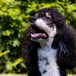 Aussiedoodles and Poodles from The Klepper Homestead