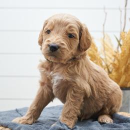 Scar - Black collar - Apricot male Goldendoodle puppy in Arlington, Washington from Anderson Goldendoodles