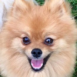 Pomeranians and Pomskies from SnowPak Pomskies