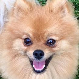 Pomeranians and Pomskies from SnowPak Pomskies