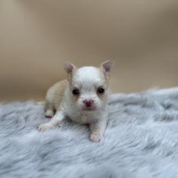 Jimi - Fawn and white male Chihuahua puppy in Lee Center, New York from Alfheim-Andromeda Chihuahua's (A &A's)