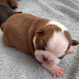 A. Red Female - Red female Boston Terrier puppy in Mc Donough, Georgia from Ballard Boston Terriers