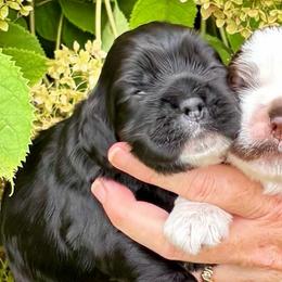 Black based boy - Black male Cocker Spaniel puppy in Oregon from Doc's Cockers