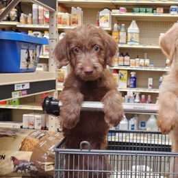 Labradoodle Puppies from Bollenberg Farm LLC