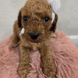Ava - Red female Cavapoo puppy in Truckee, California from Heavenly Goldendoodles