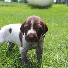 German Shorthaired Pointer Puppies from Brooke's GSPs