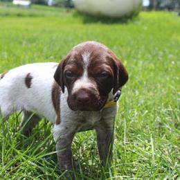 German Shorthaired Pointer Puppies from Brooke's GSPs